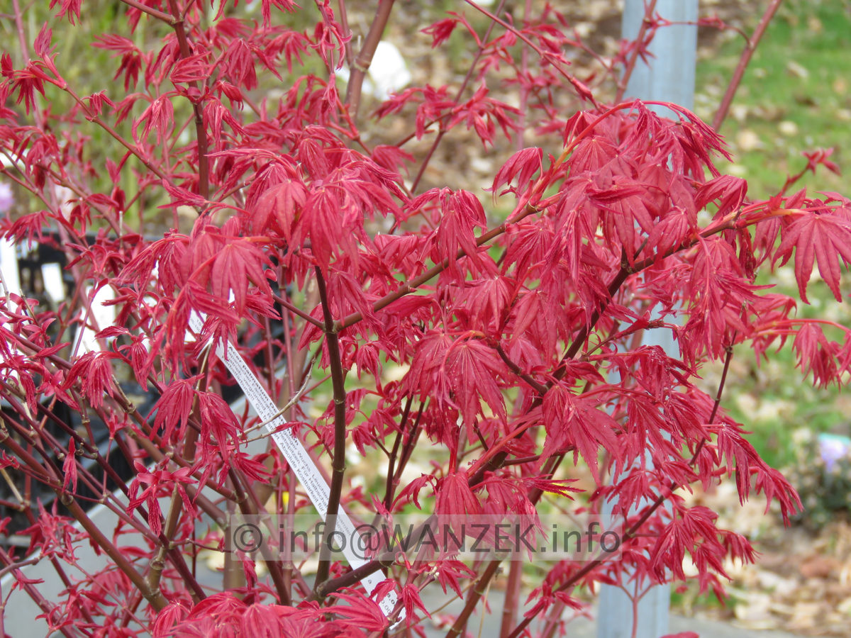 Acer palmatum De shohjoh im Austrieb.JPG